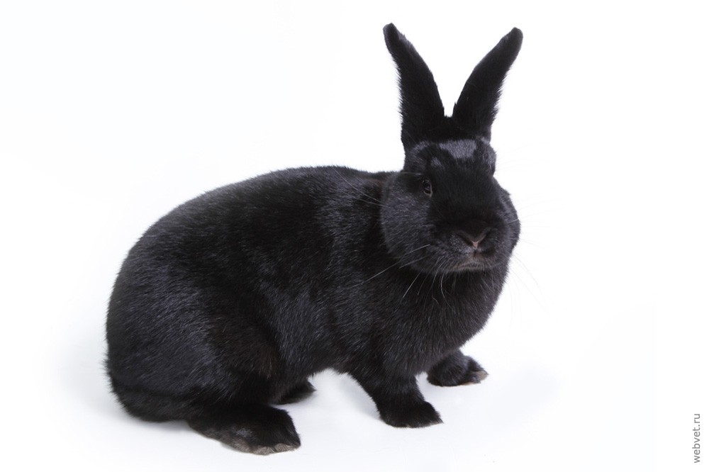 Черный кролик фото