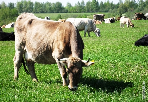 Ярославская корова