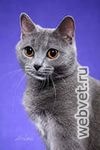 Шартрез (Картезианская кошка)