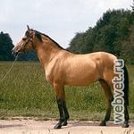Азербайджанская лошадь