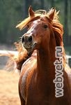 Будённовская лошадь