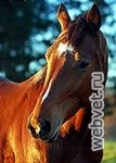 Великопольская лошадь