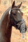 Ольденбургская лошадь