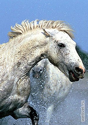 Приобская лошадь
