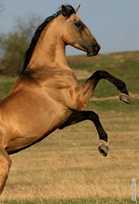 Татарская лошадь