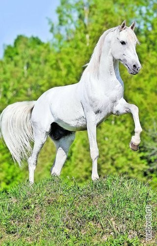 Терская лошадь