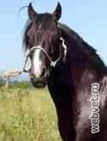 Чилийская лошадь