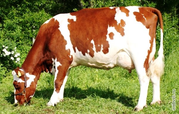 Айрширская корова
