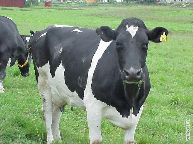 Барыбинская корова