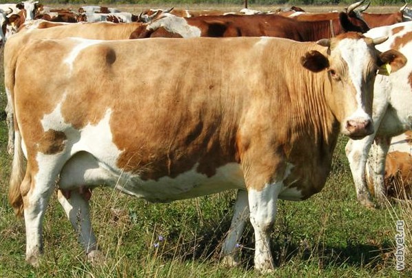 Симментальская корова