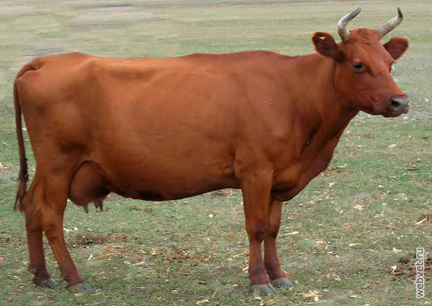Красная степная корова