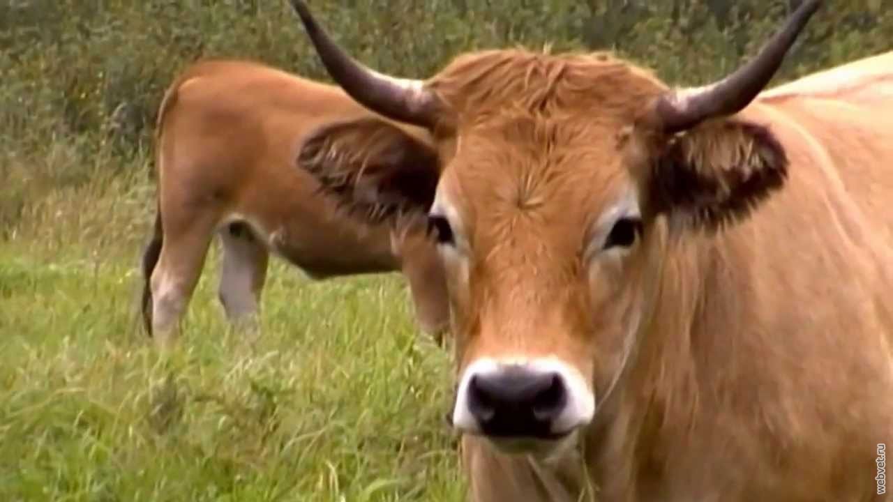 Обрак корова