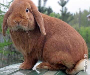 Кролики породы Баран