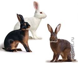 Кролики породы Бельгийский Заяц
