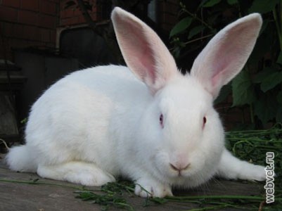 Кролики породы Белый Паннон 