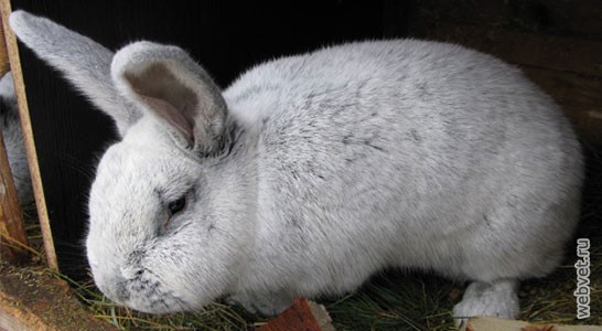 Кролики породы Большое Светлое Серебро (БСС)