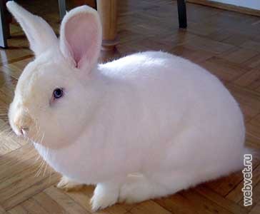 Кролики породы Венский белый