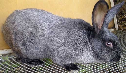 Кролики породы Вуалево-серебристые