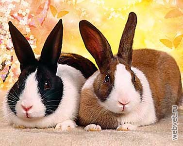 Кролики породы Голландский (Датский)