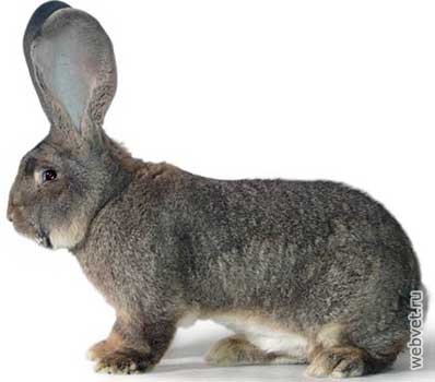 Кролики породы Ризен (Немецкий великан)