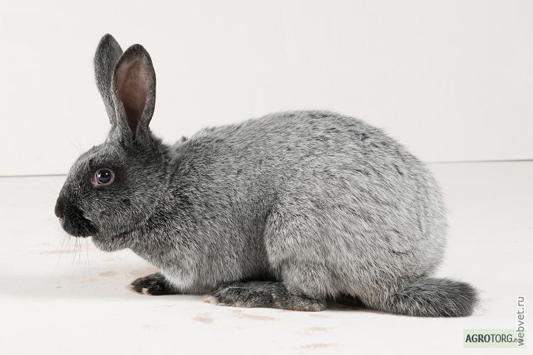 Кролики породы Серебристый