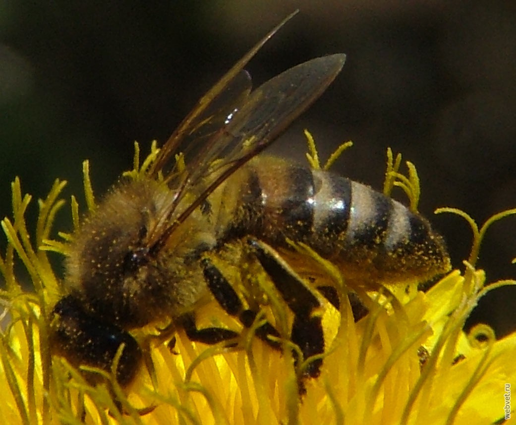Пчёлы породы