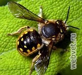 Пчёлы болезни