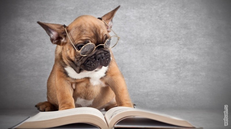 Собаки литература 