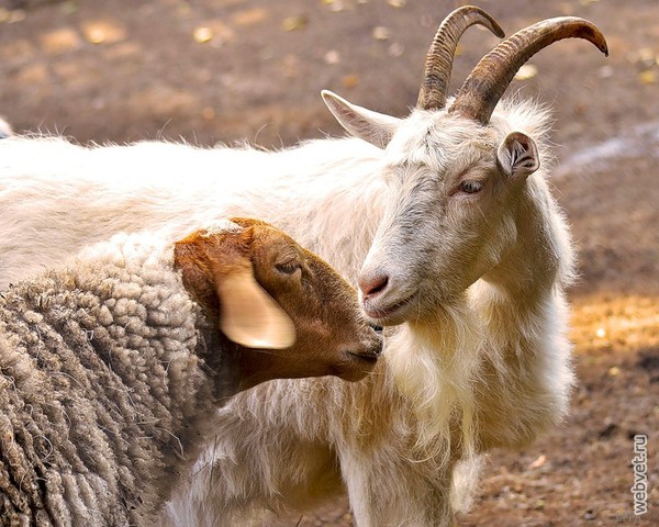 Кто быстрее доберется до еды — коза или овца?