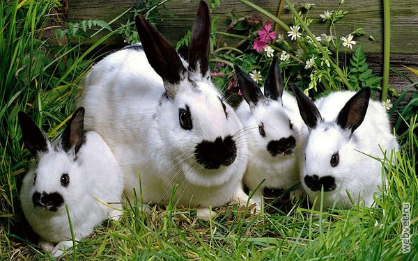 Кролики породы Черно-огненный
