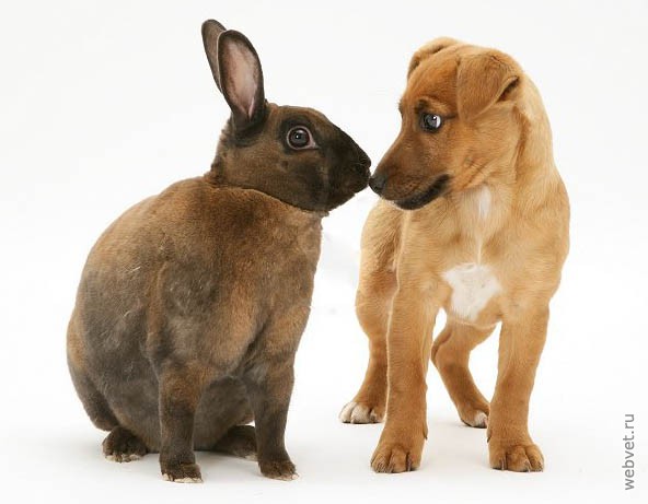 Бурый кролик - фото онлайн на витамин-п-байкальский.рф