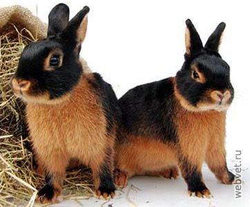 Кролики породы Черно-огненный