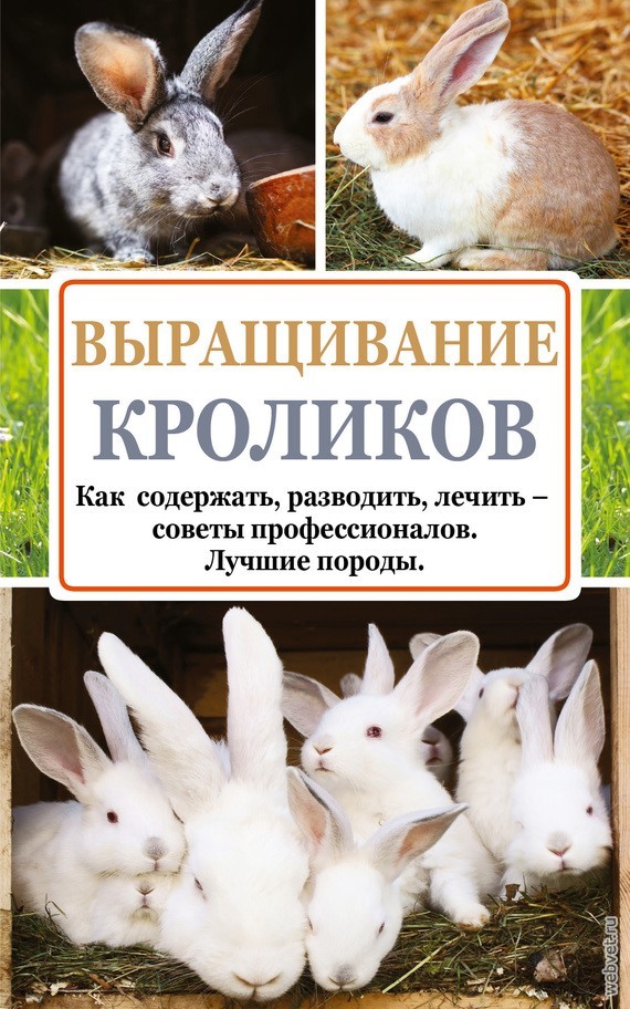 Разведение кроликов в домашних условиях